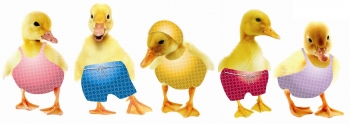 ducks_in_a_row_350x124.jpg